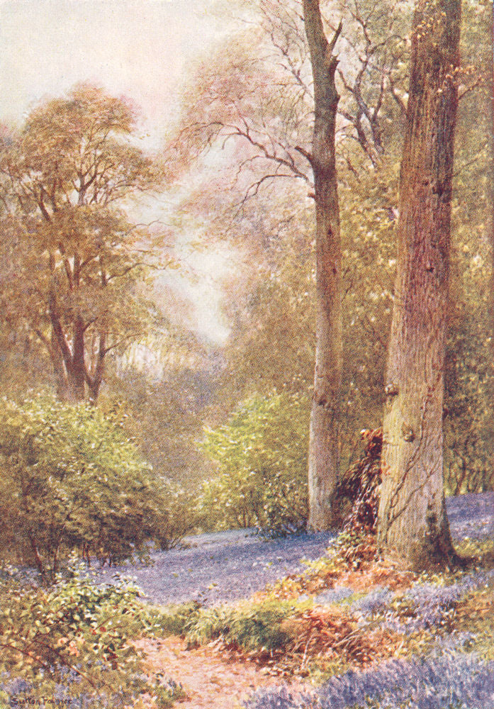 SURREY. Mole valley. Bluebells, Ripley 1912 old antique vintage print picture